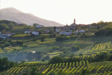 There is a village on the hill, surrounded by vineyards.