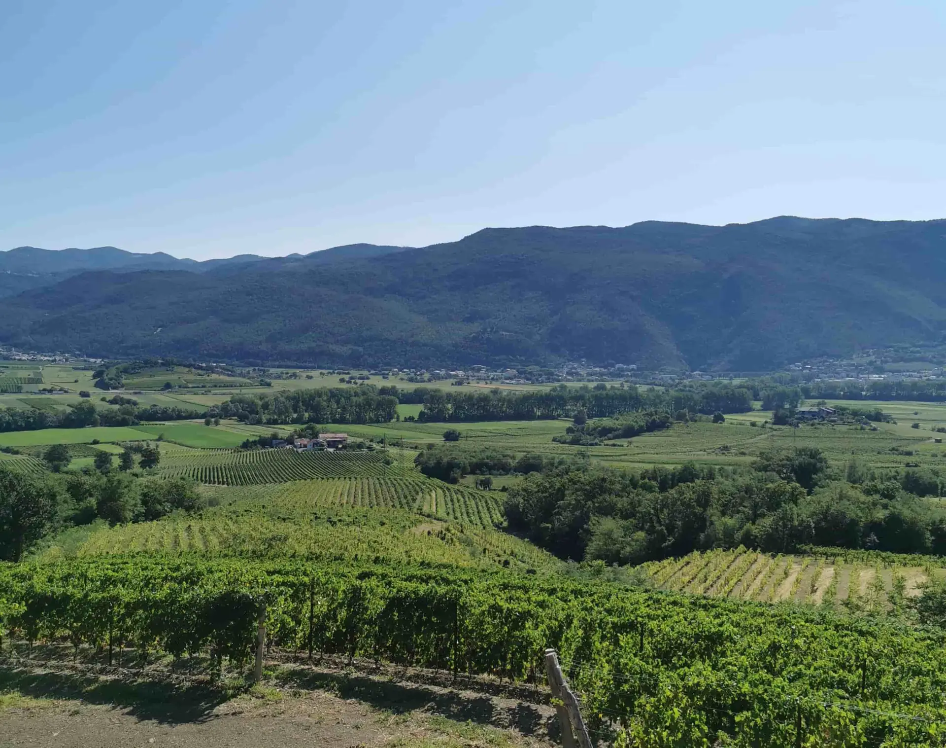 The Vipava Valley vineyards